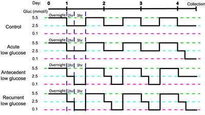 Attenuated Induction of the Unfolded Protein Response in Adult Human Primary Astrocytes in Response to Recurrent Low Glucose